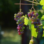 grapes, vines, wine