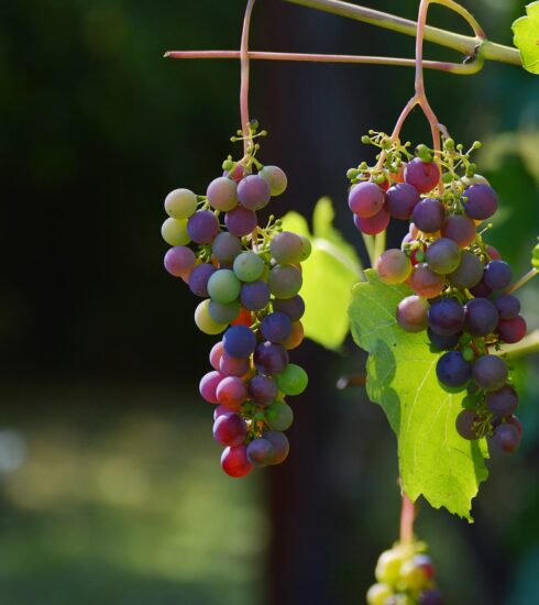 grapes, vines, wine